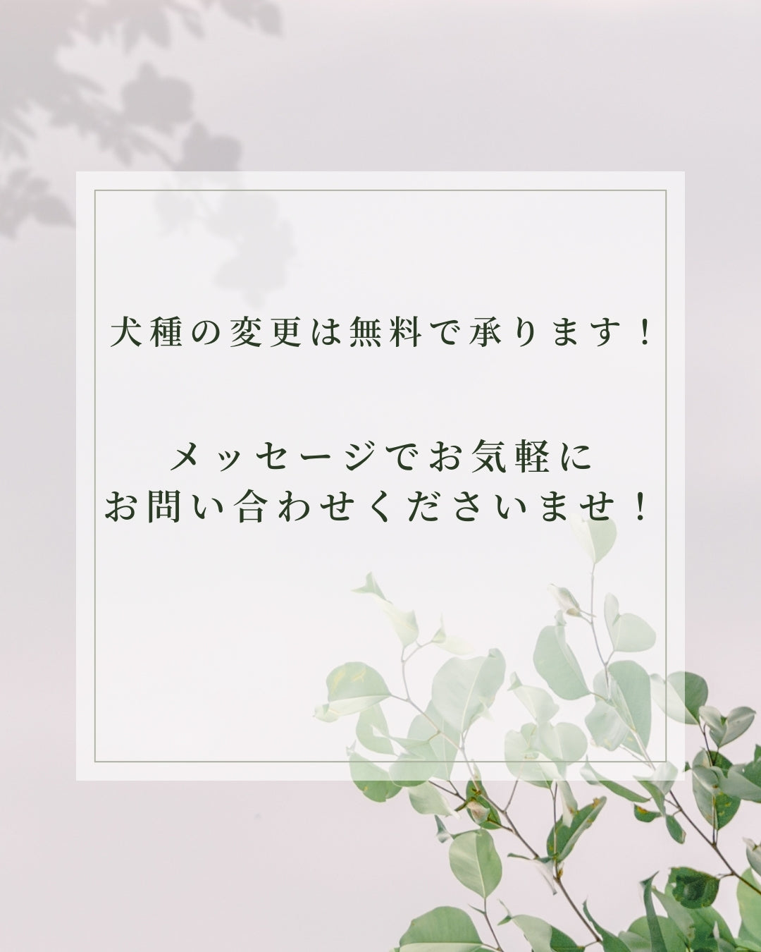 フレンチブルドッグ